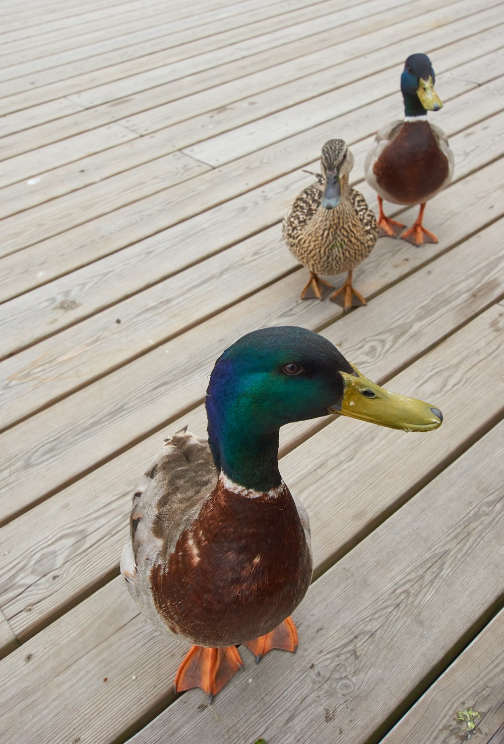 three ducks on wooden surface