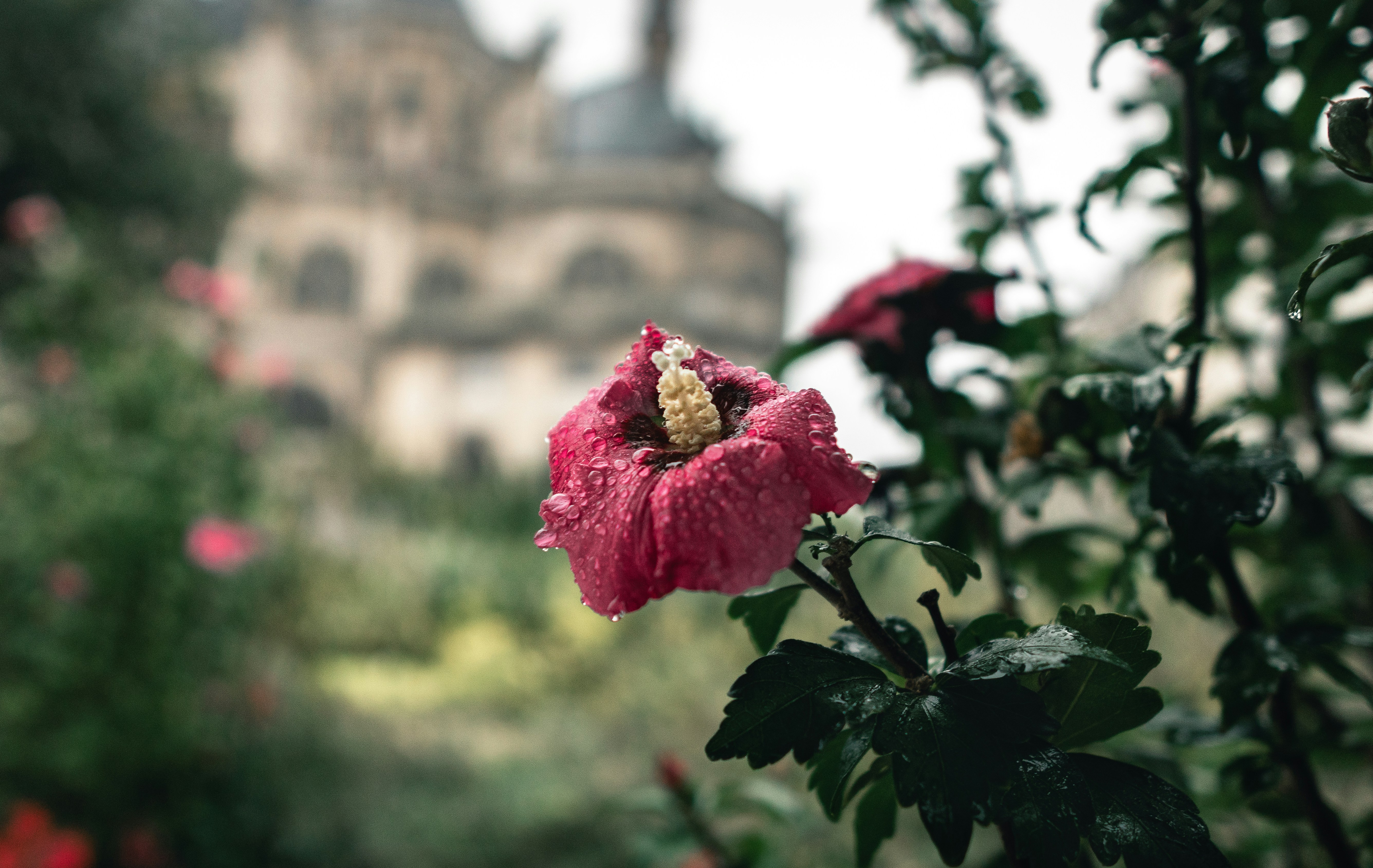 Fotografia a fuoco selettiva del fiore di ibisco rosso