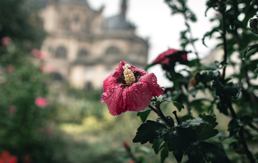 selective focus photography of red hibiscus flower