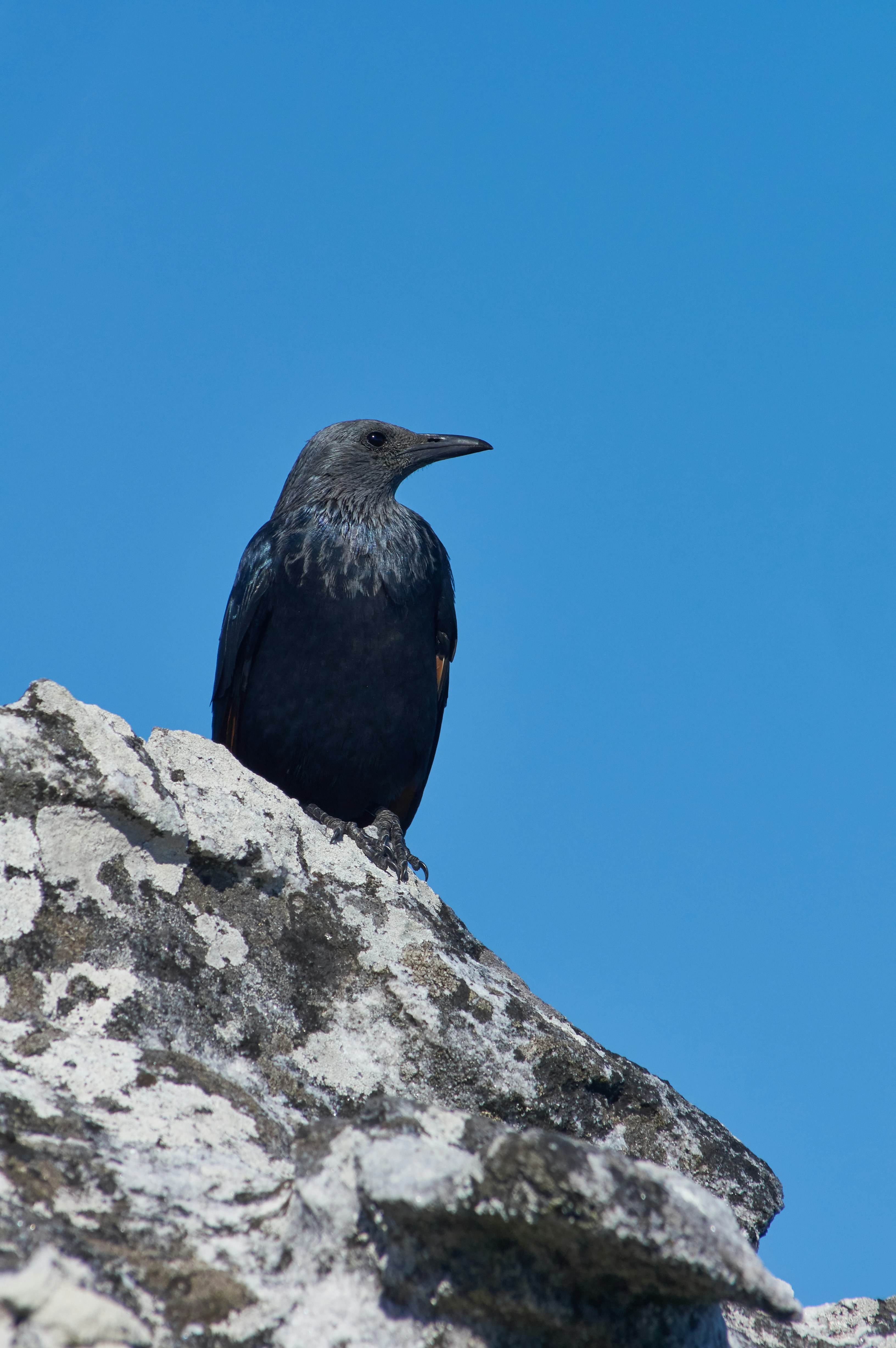 black bird perched on rock