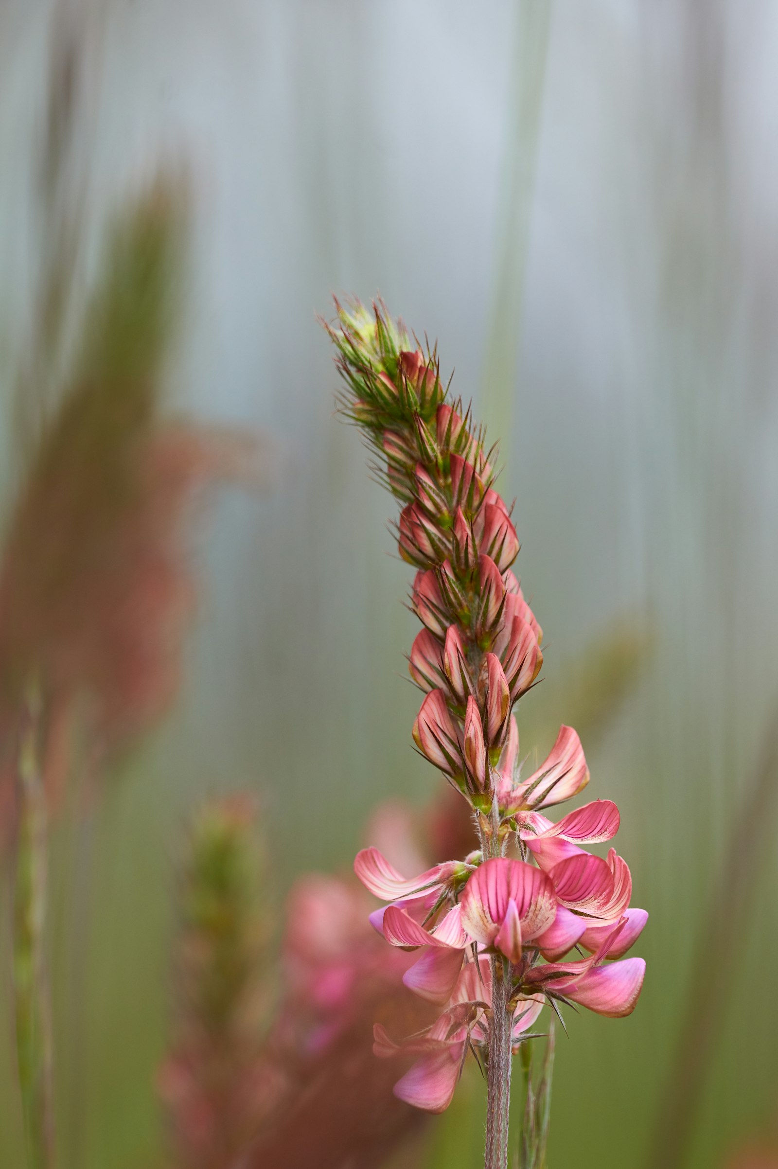 Sony Alpha DSLR-A550 + Sony 70-300mm F4.5-5.6 G SSM sample photo. Selective focus photo of photography