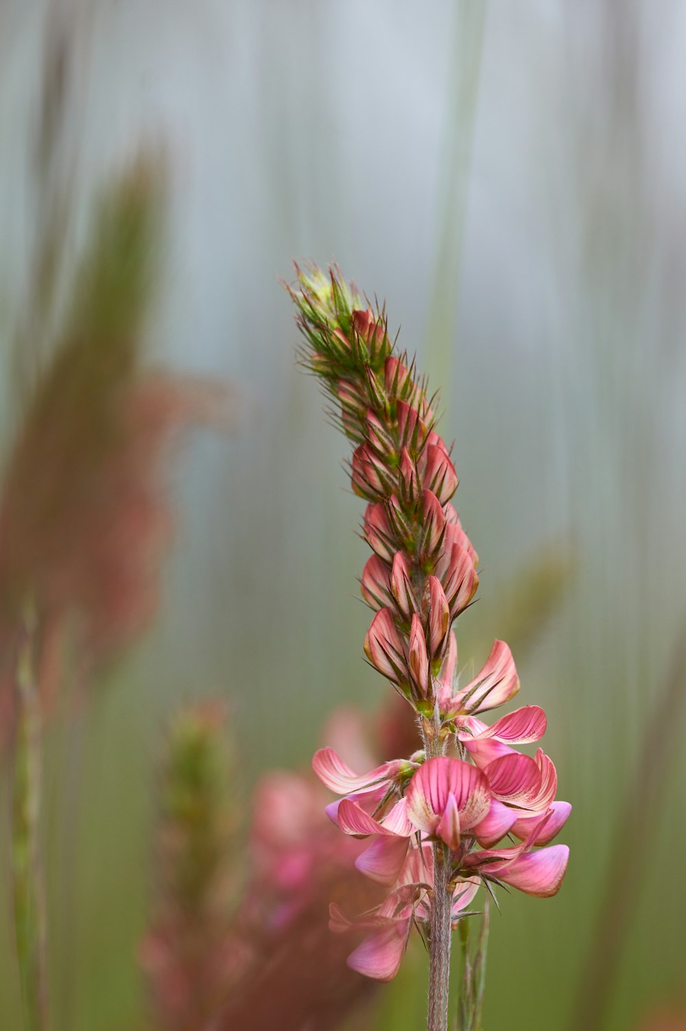 selective focus photo of pink petaled flower