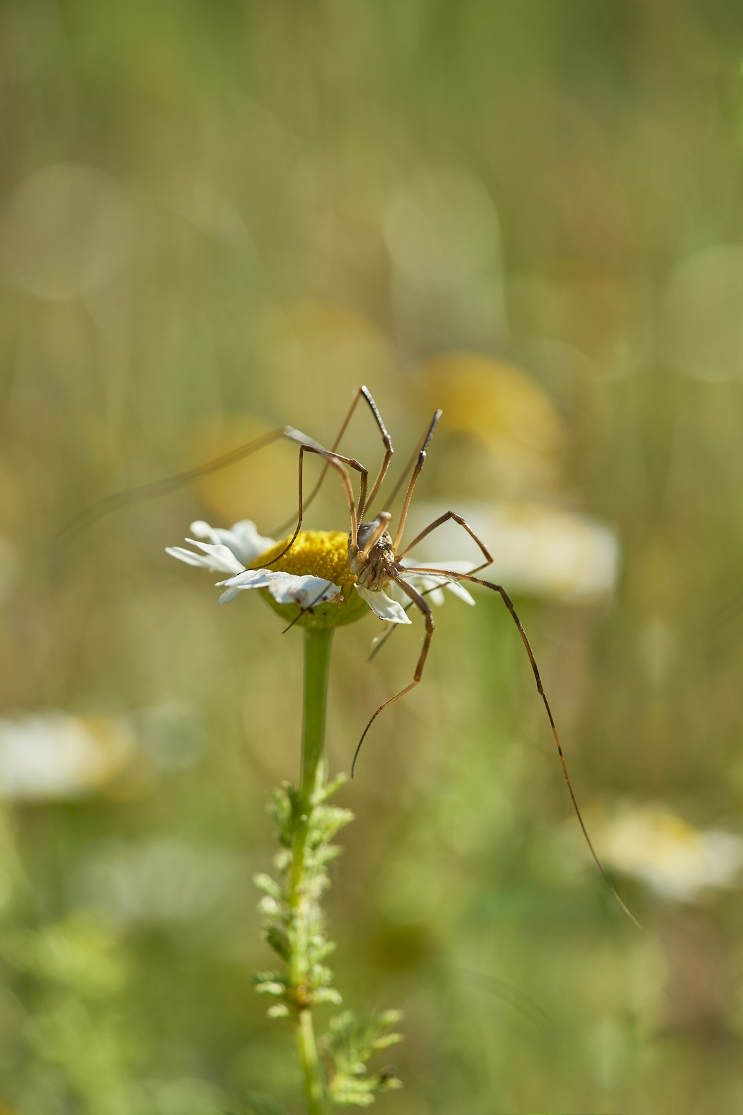 brown and grey insect on the flower