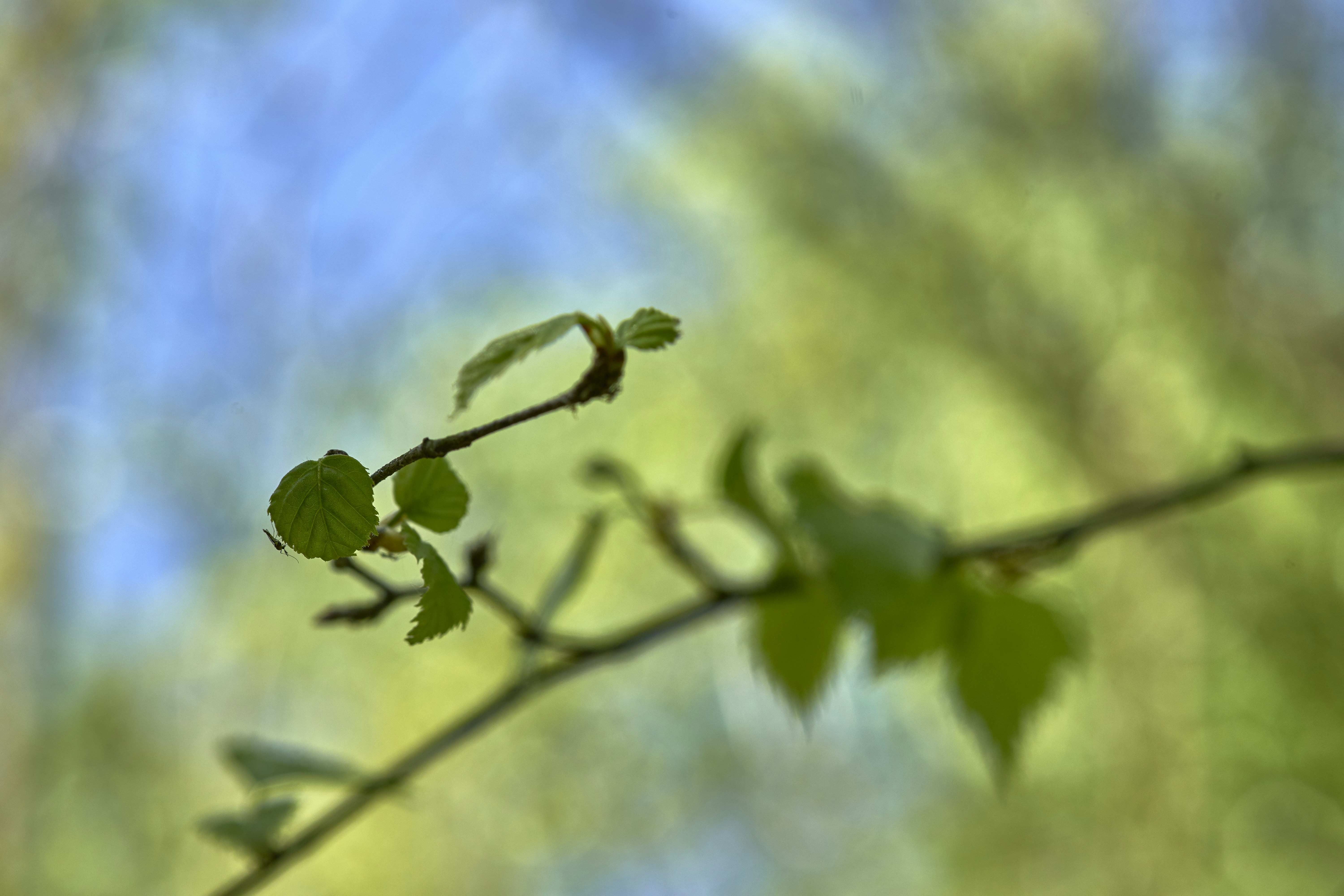 Photo by wolfgang_hasselmann