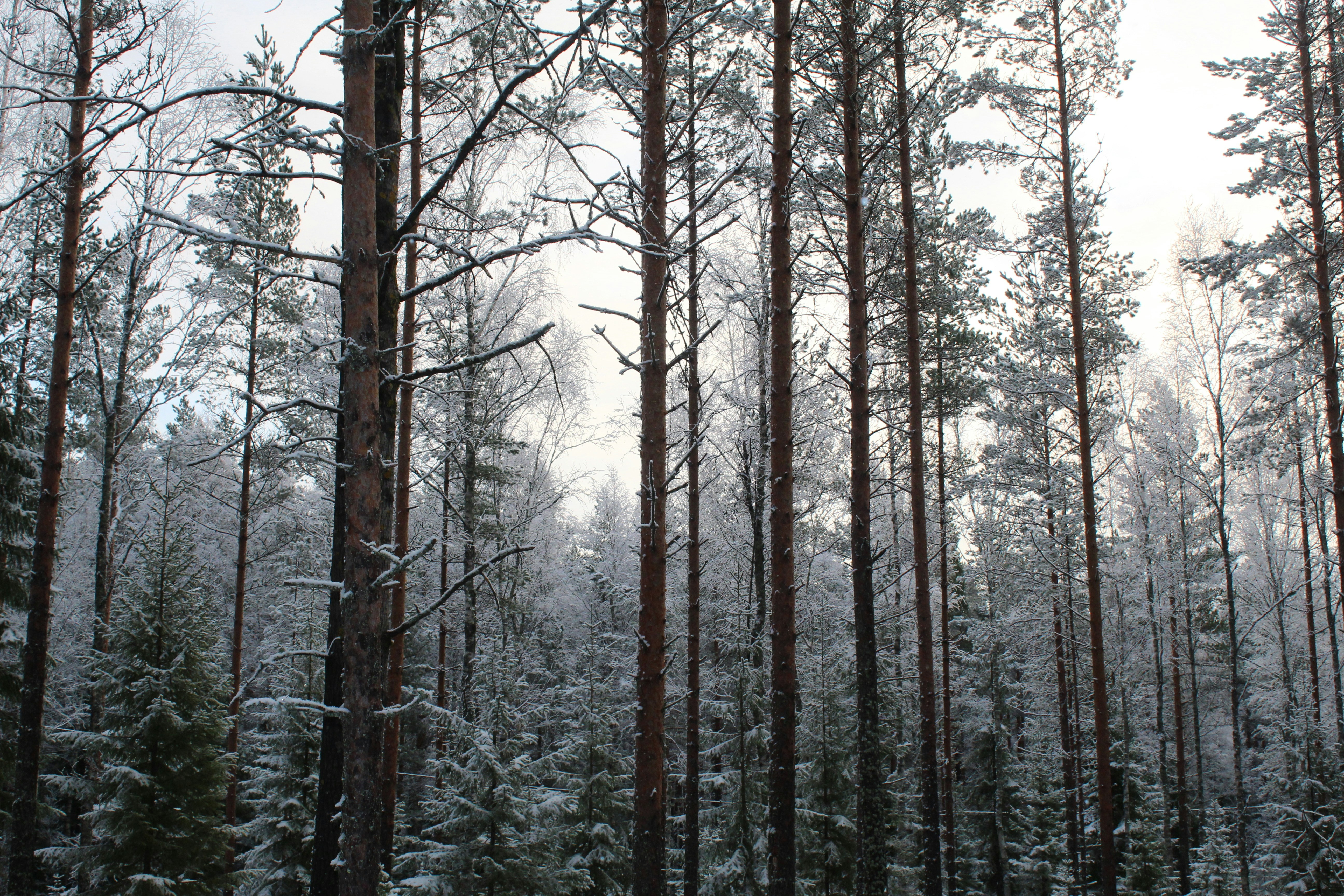 Photo by polarmermaid