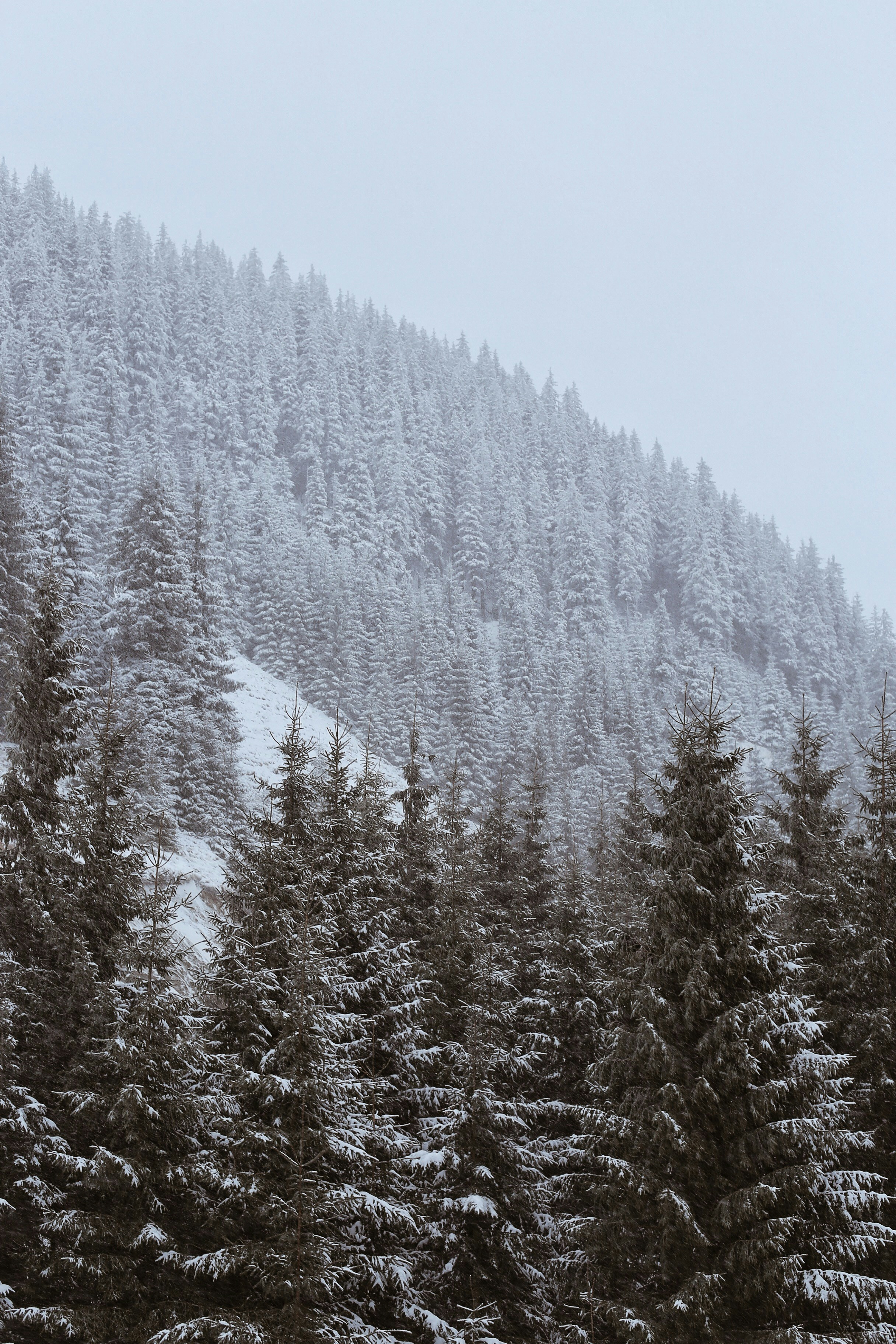 Photo by sabinasturzu