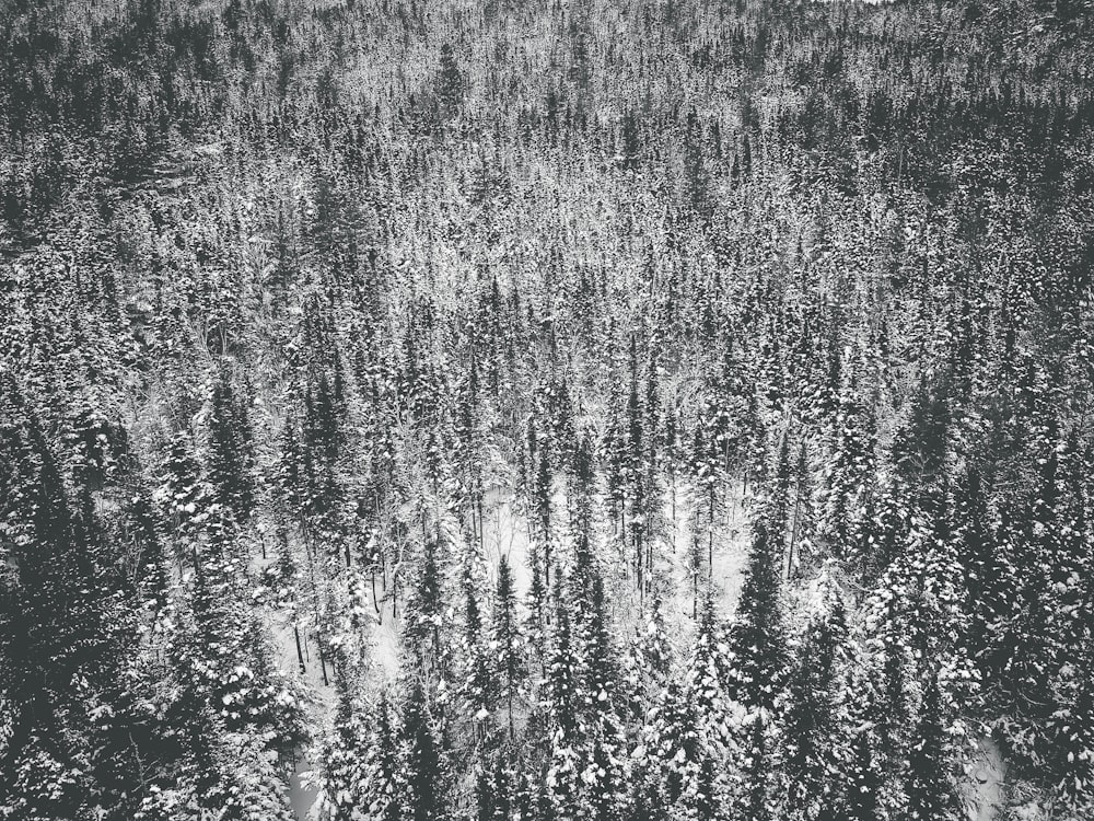 pine trees covered with snow