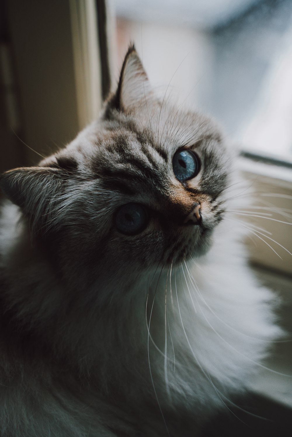 white and brown Persian cat