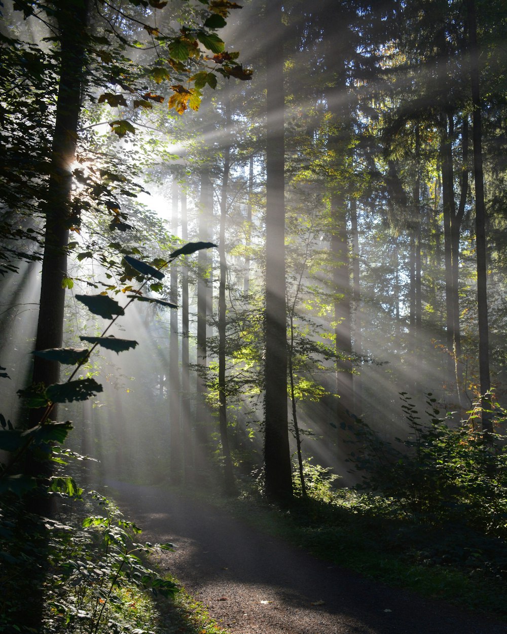 luz solar refletindo em árvores na floresta