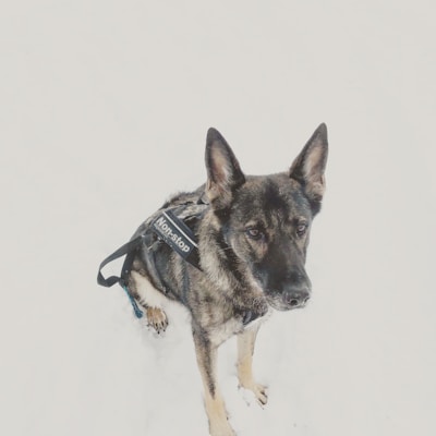 A German Shepherd wearing a harness with the label 'Non-stop' is sitting on a snowy surface. The dog's ears are perked up, and it appears alert and attentive. The fur is a mix of black and tan colors, with a focused expression on its face.