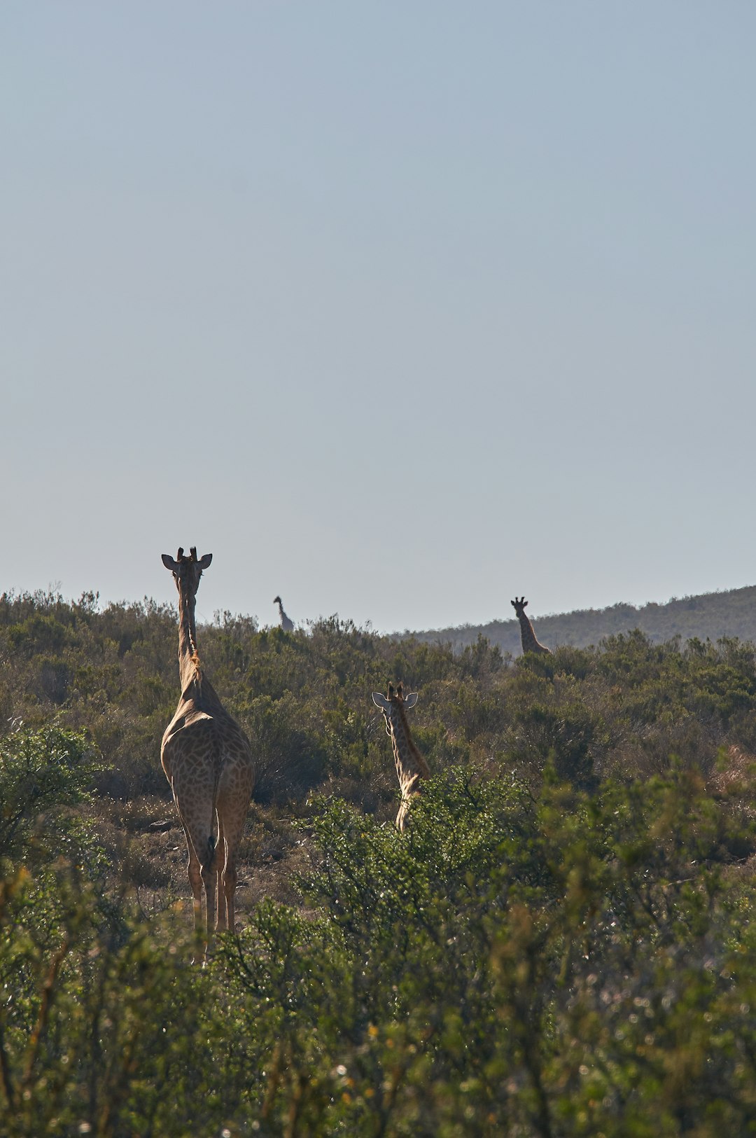 brown giraffes