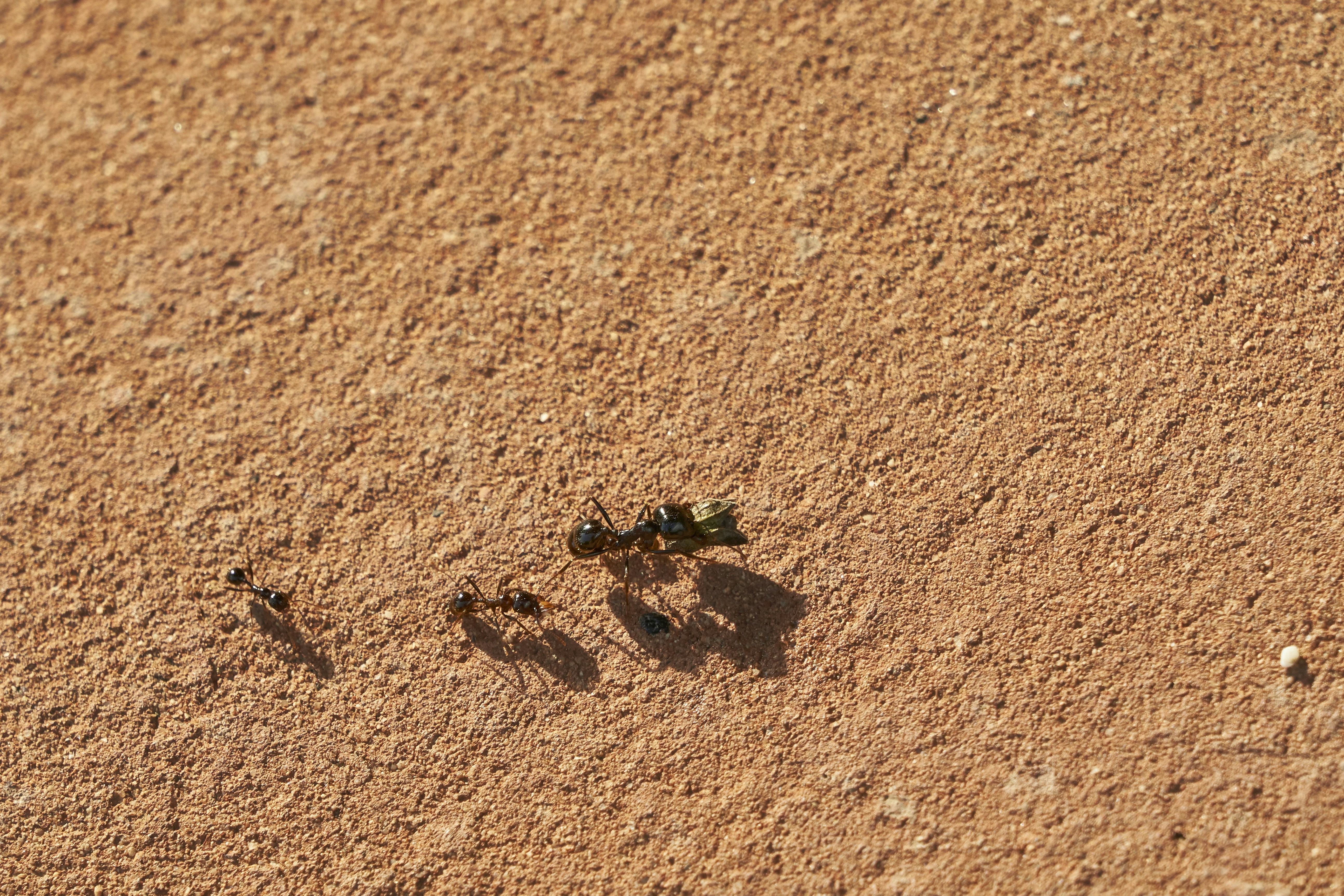In the Desert, a 'Cleaning Station' for Ants: Unlikely Partnership Reveals a Unique Choreography