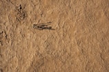 A dry, cracked surface of brown earth with a single small plant struggling to survive. The plant casts a long shadow across the barren ground.