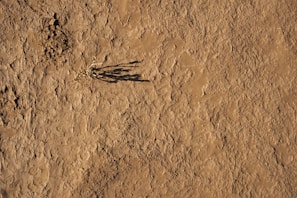 A dry, cracked surface of brown earth with a single small plant struggling to survive. The plant casts a long shadow across the barren ground.