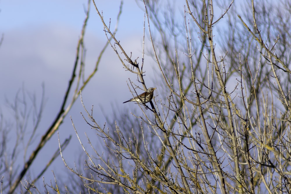 brown bird on tree