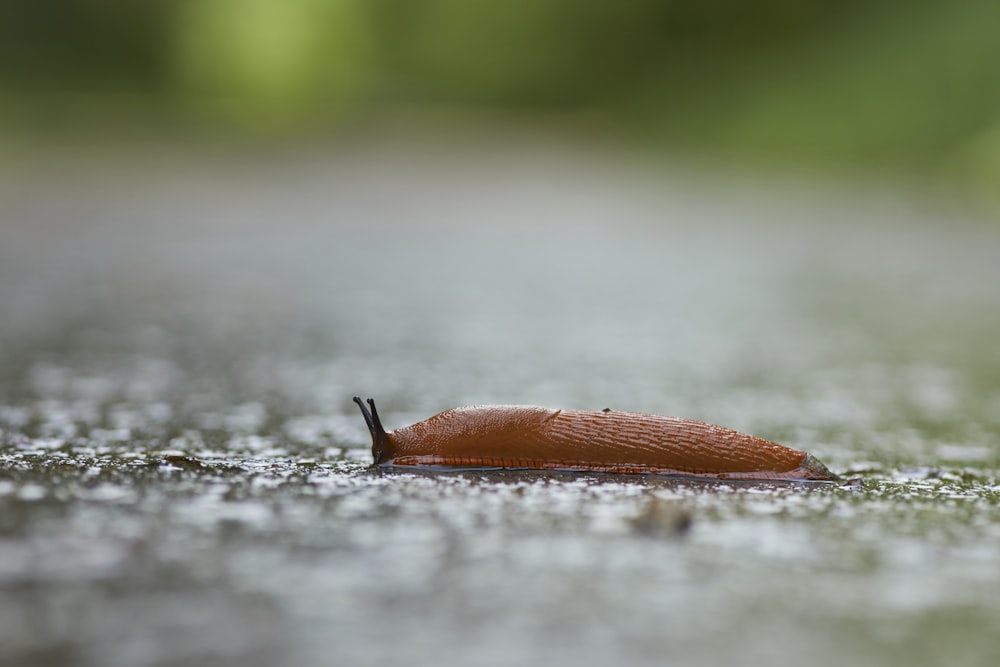 brown slug on dirt field