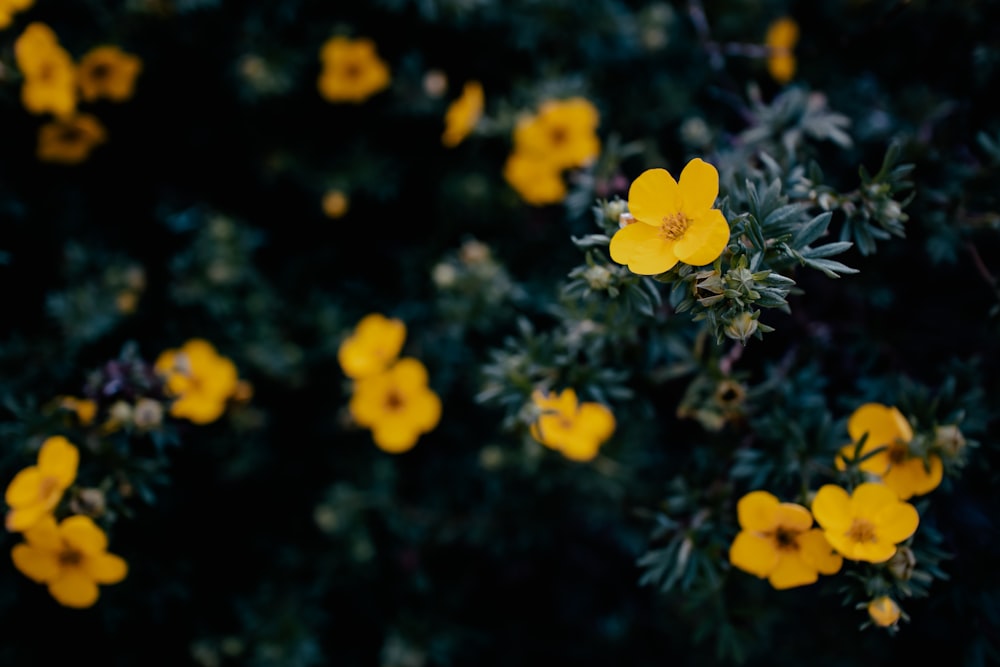 yellow flowers