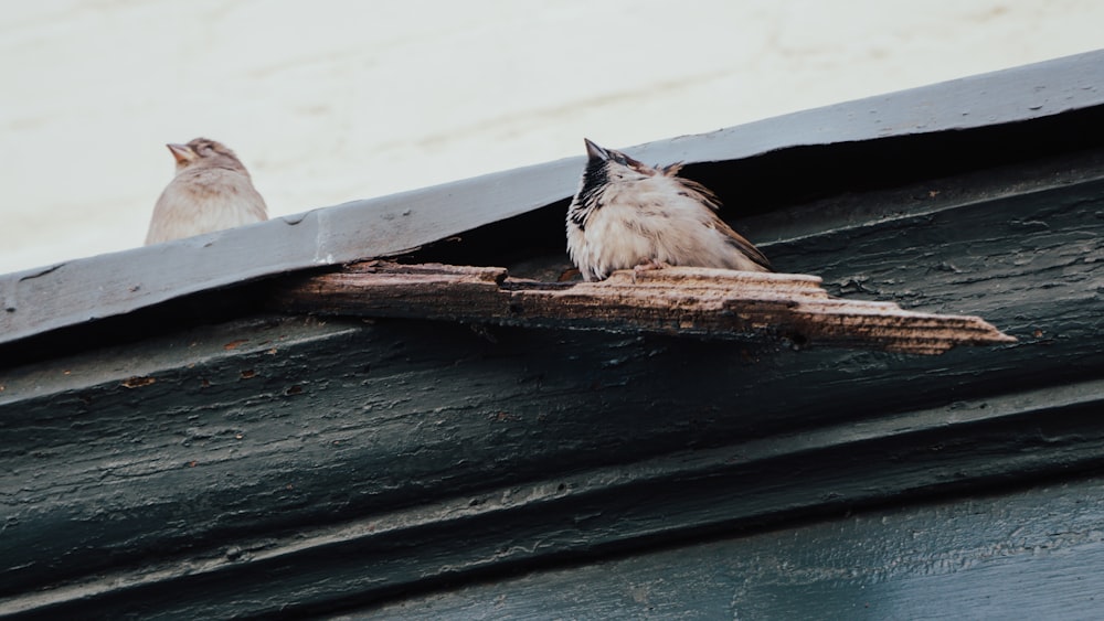 white and brown birds