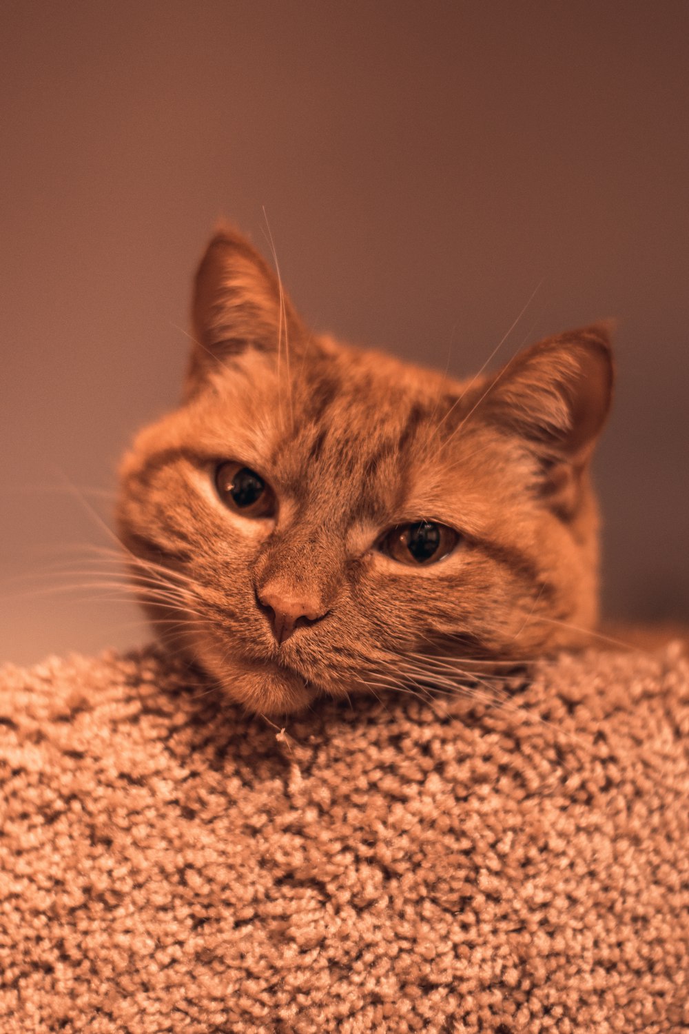 brown tabby cat on brown textile