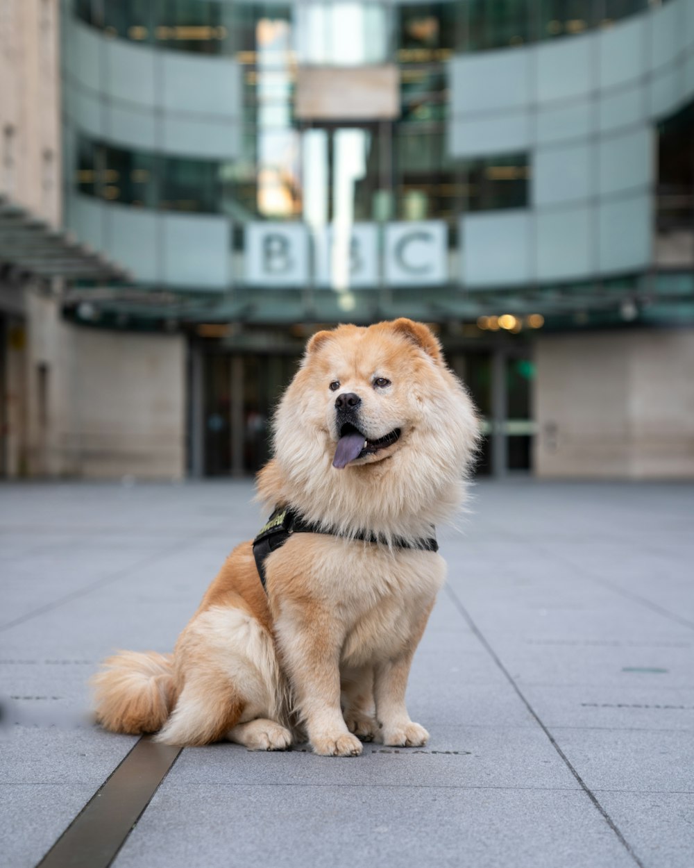 selective focus photography of sitting dog