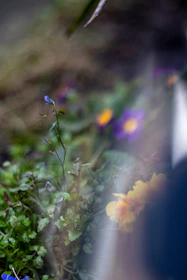A close-up of dew-kissed wildflowers with a blurred Irish countryside backdrop.