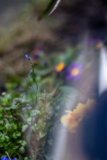 A close-up of dew-kissed wildflowers with a blurred Irish countryside backdrop.