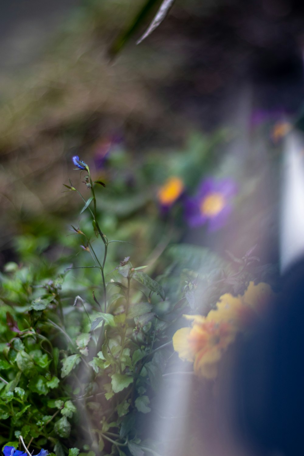 yellow and purple flower in tilt shift lens