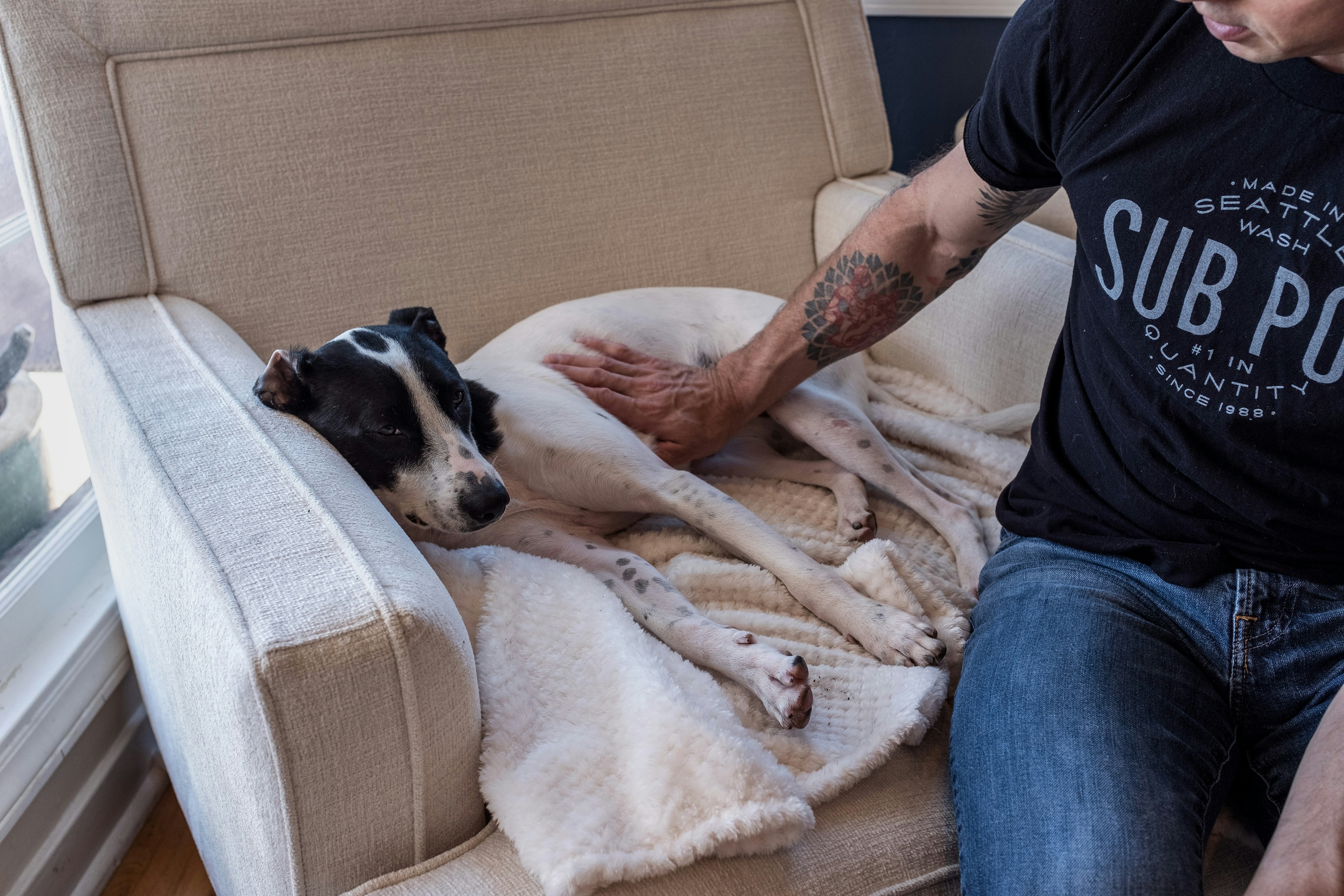 person petting lying down dog
