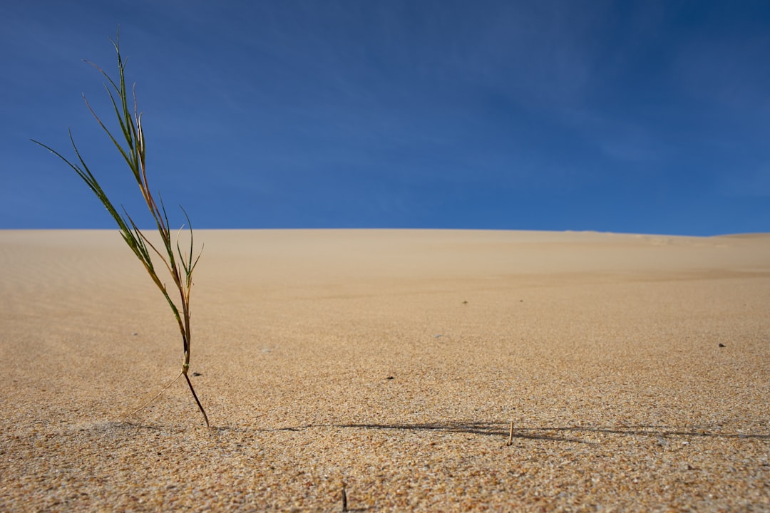 green leaf plant in sand