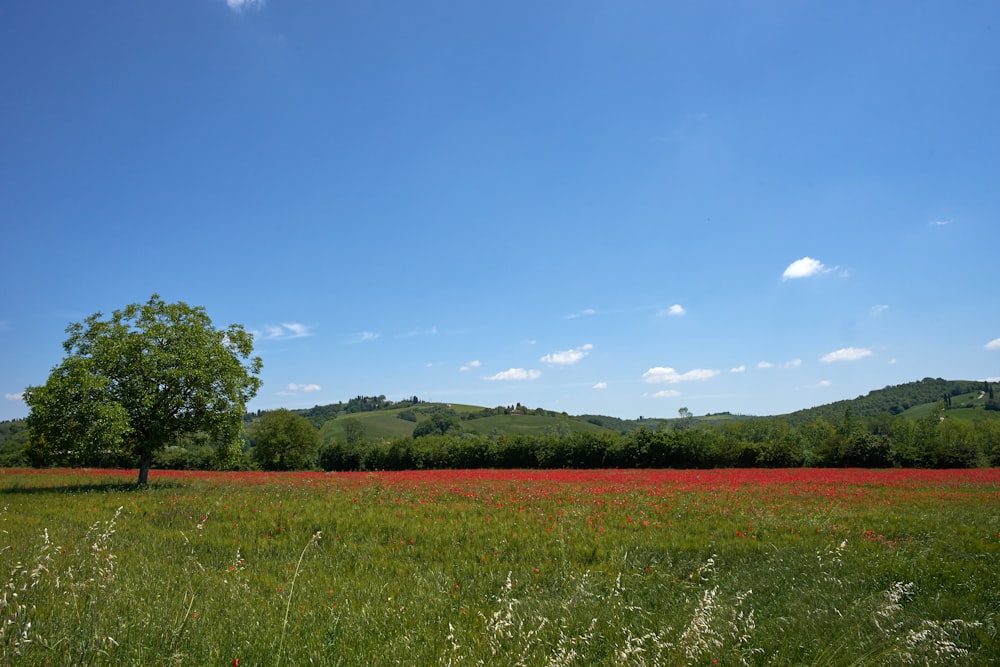 Grüne Bäume und Gräser unter blauem Himmel