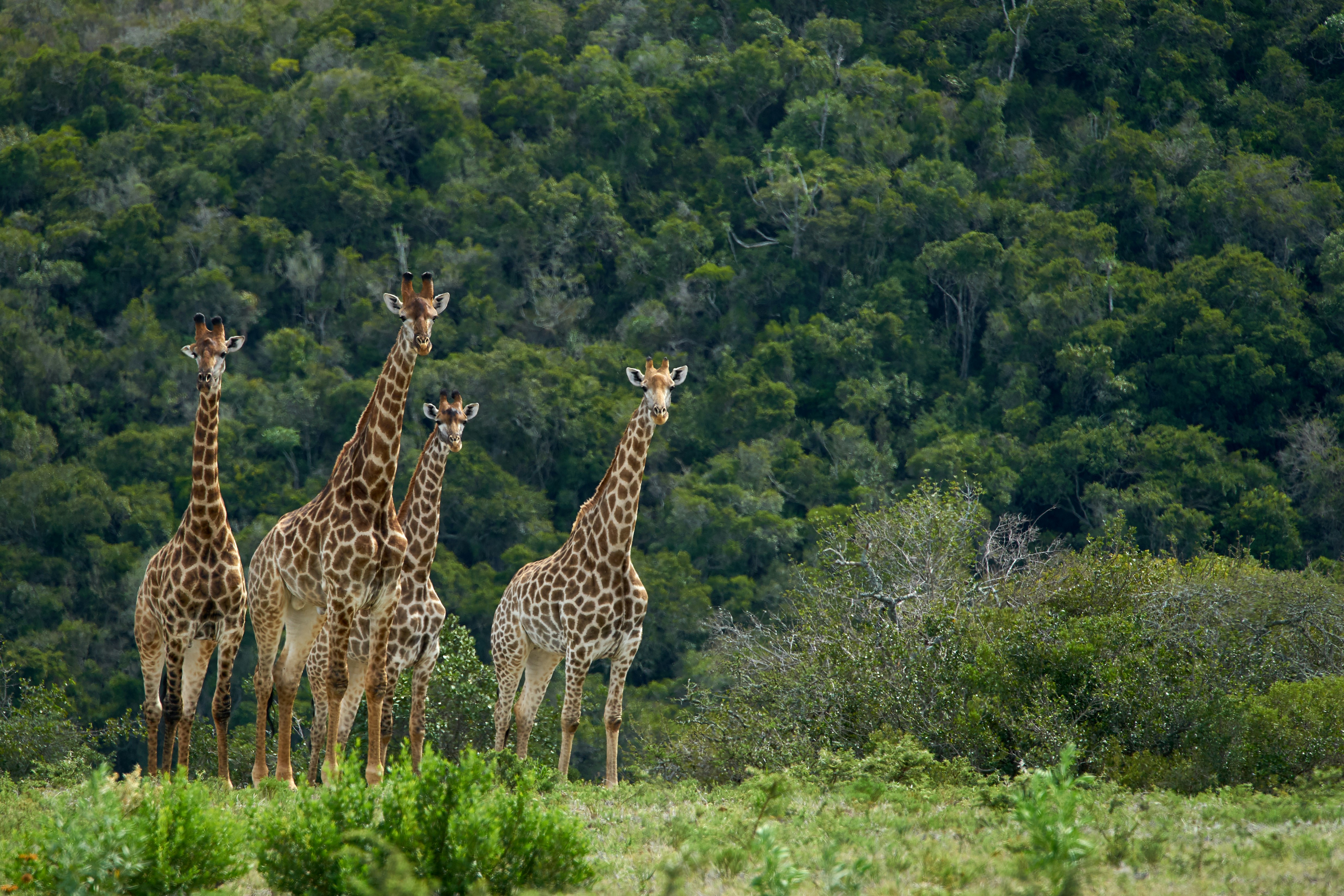 Photo by wolfgang_hasselmann