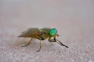Close-up of a hauntingly expressive female face with delicate flies resting on her skin.