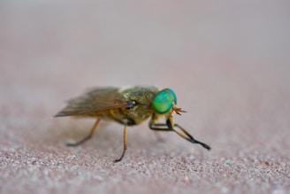 Close-up of a hauntingly expressive female face with delicate flies resting on her skin.