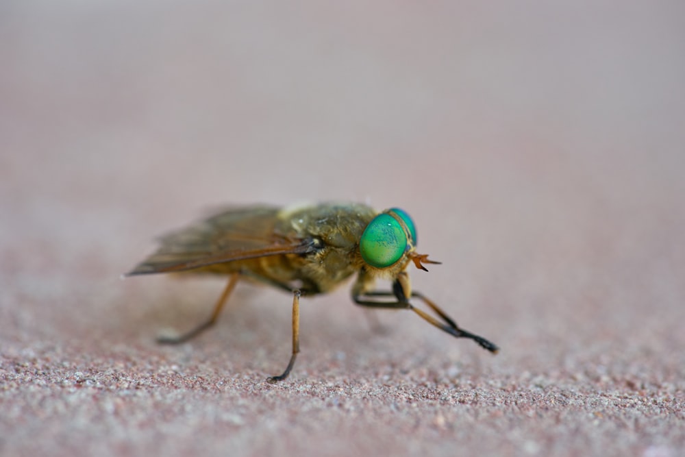 brown and green housefly on beige surface