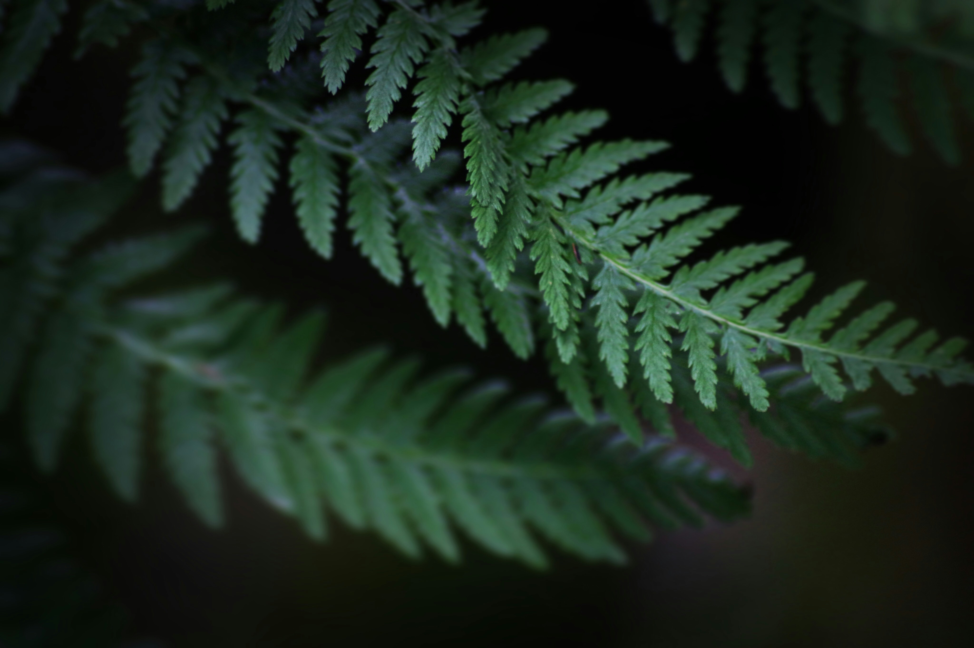 Photo by anton_ahlberg101