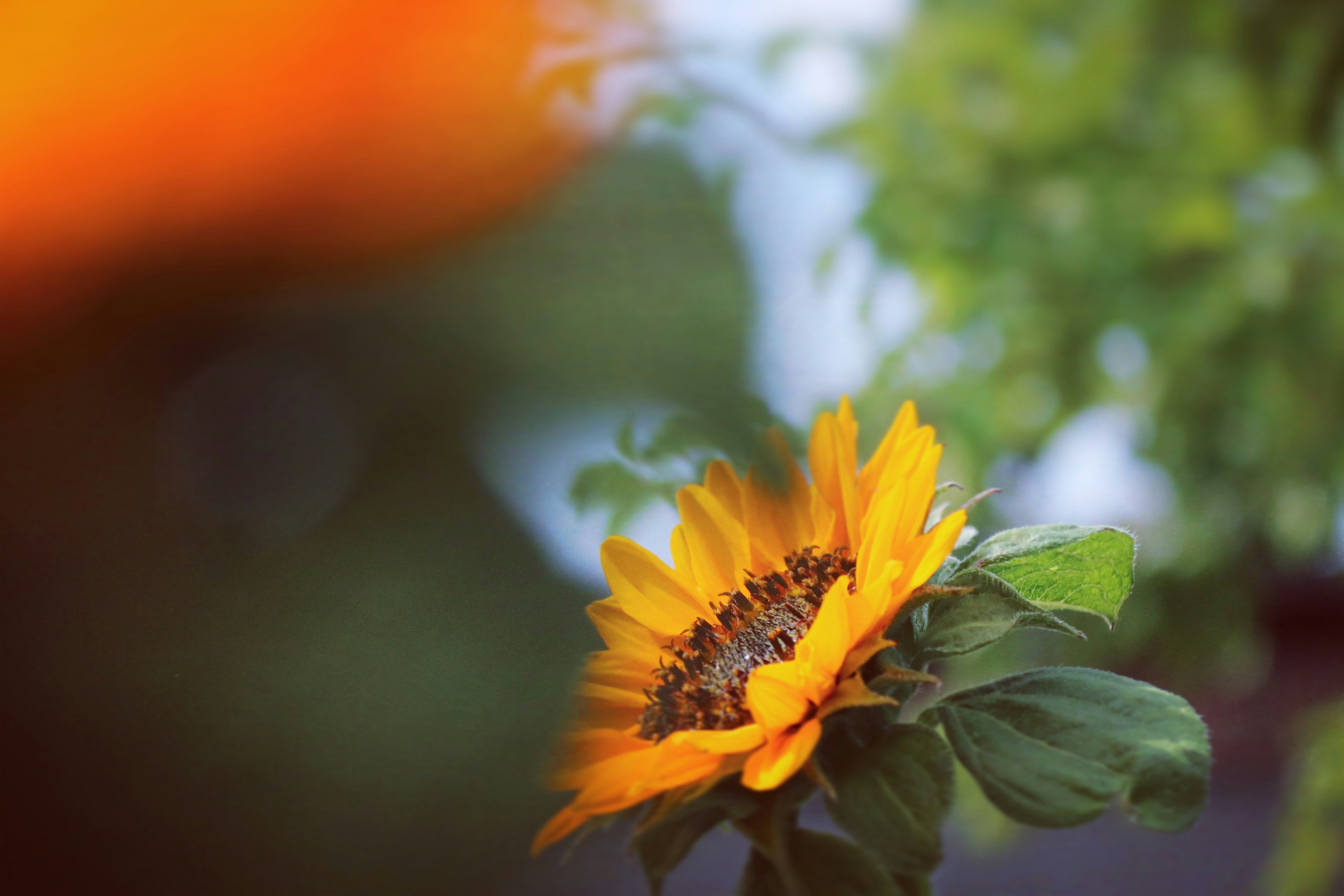 Photo by anton_ahlberg101