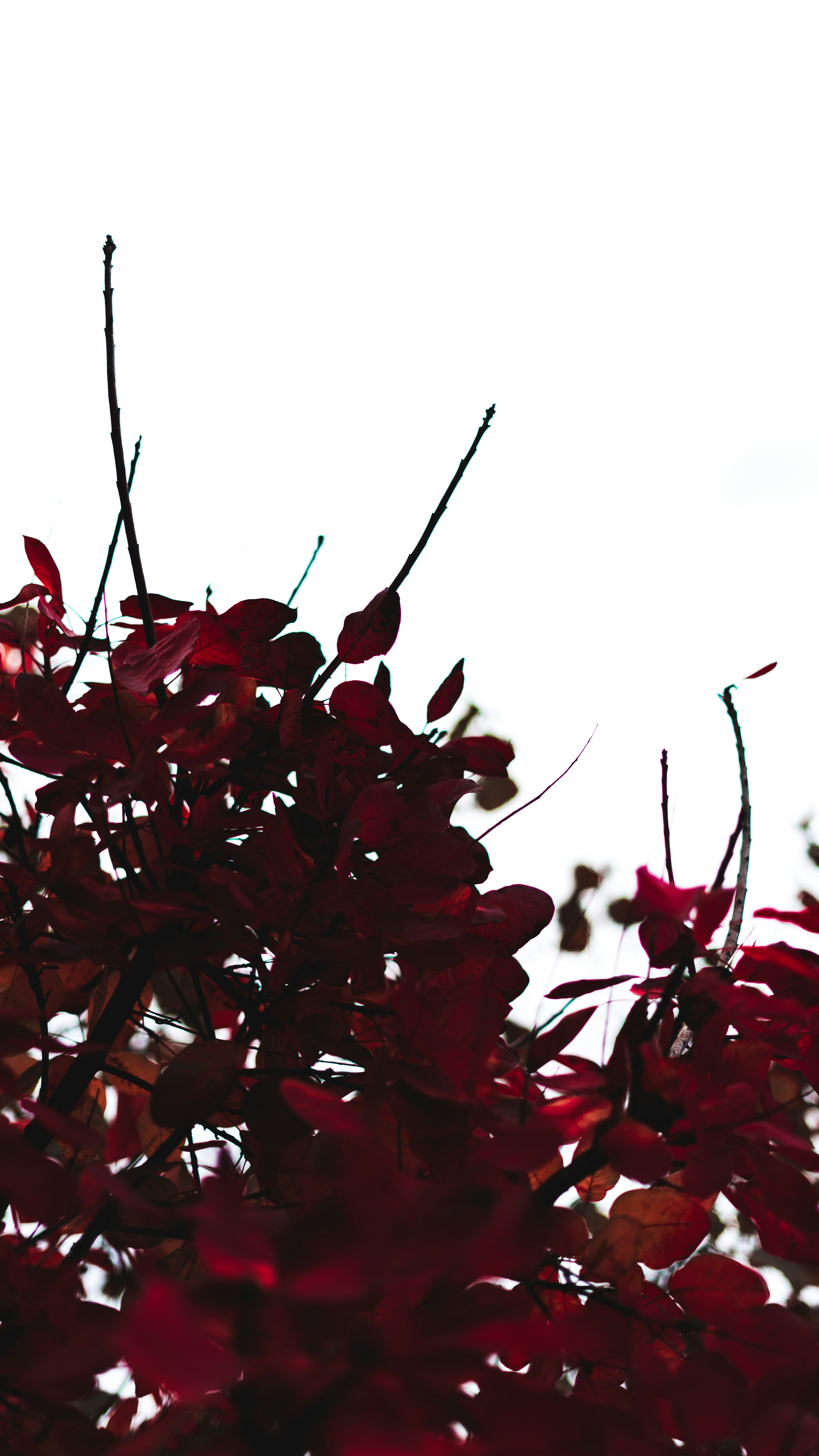 Photo by virussinside