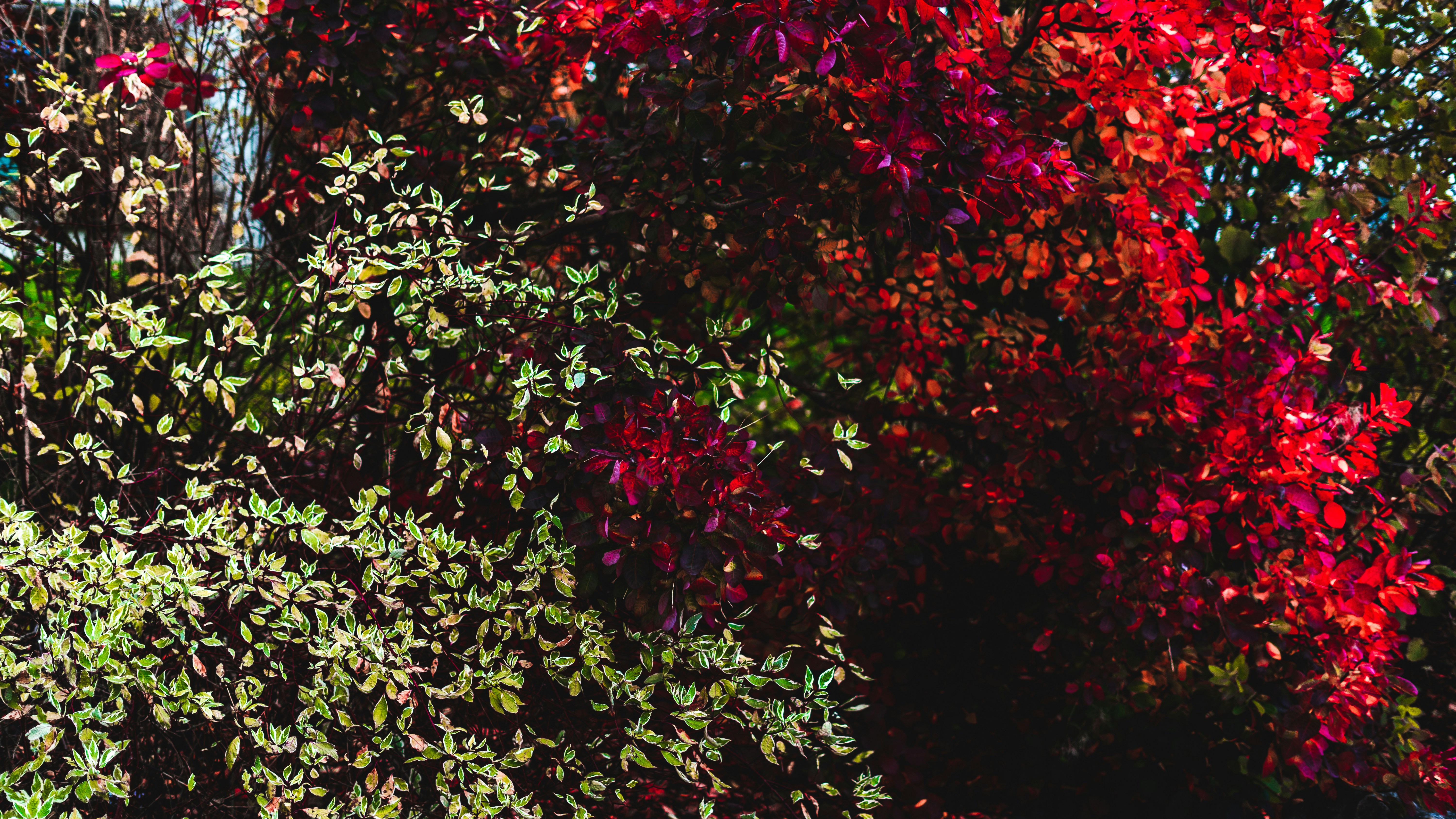 Photo by virussinside