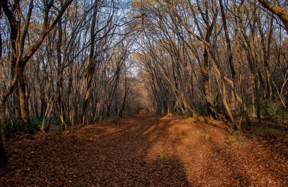 Feldweg zwischen kahlen Bäumen