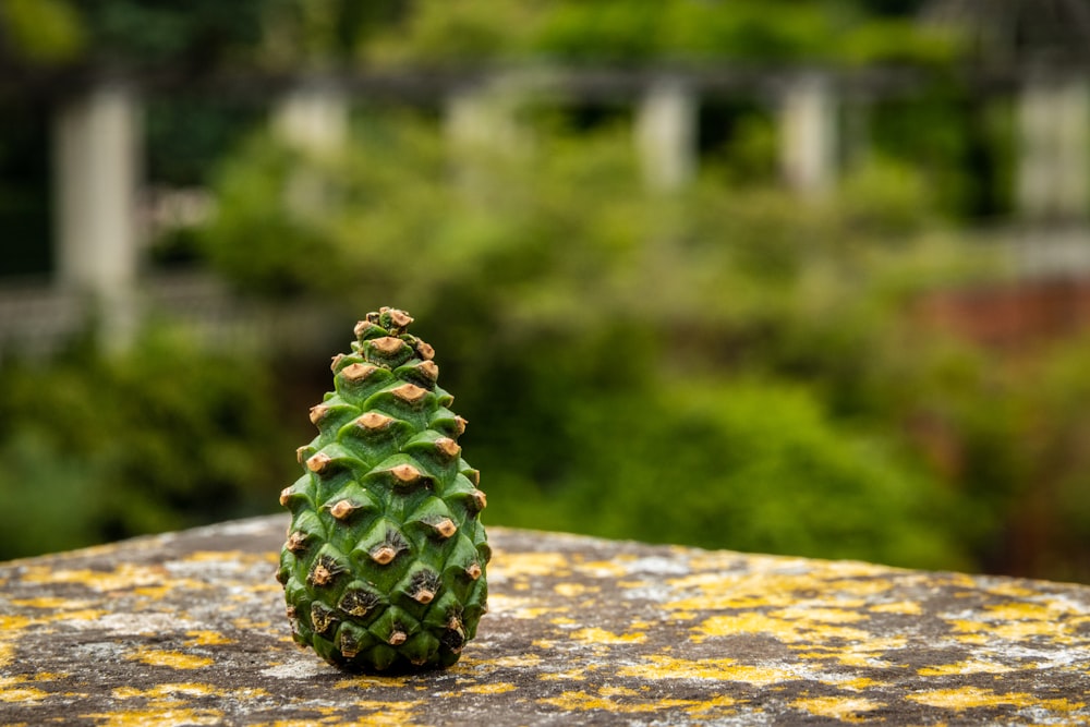 green pine cone