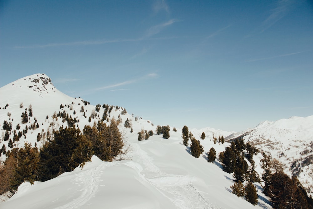 trees on snow-covered mountain under blue sky