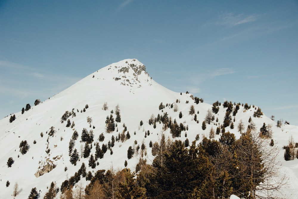 trees on snow-covered mountain under blue sky