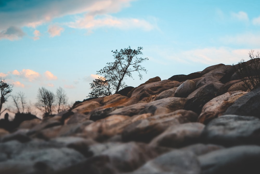 rocks and green tree under blue sky