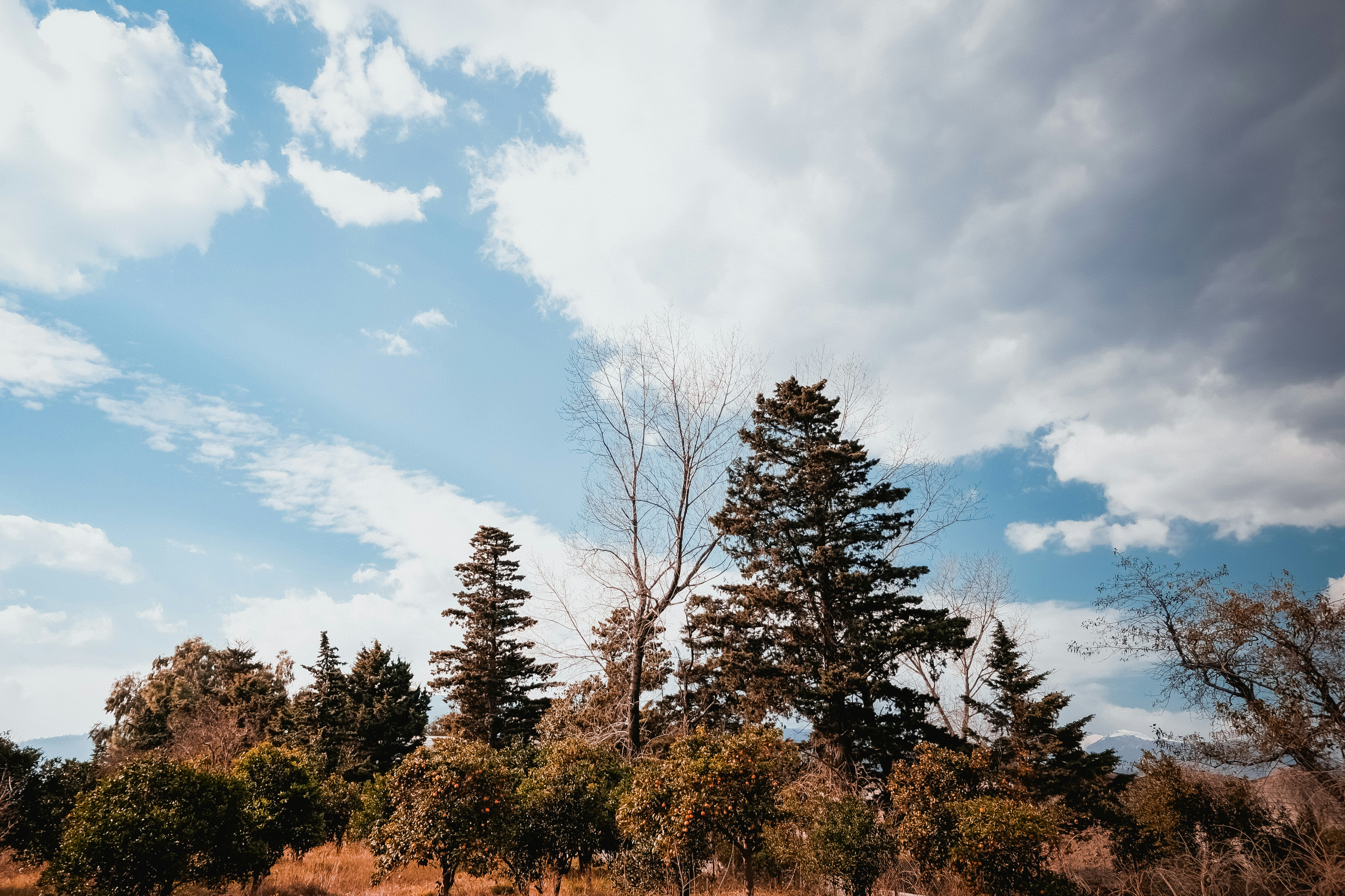 trees under blue cloudy sky