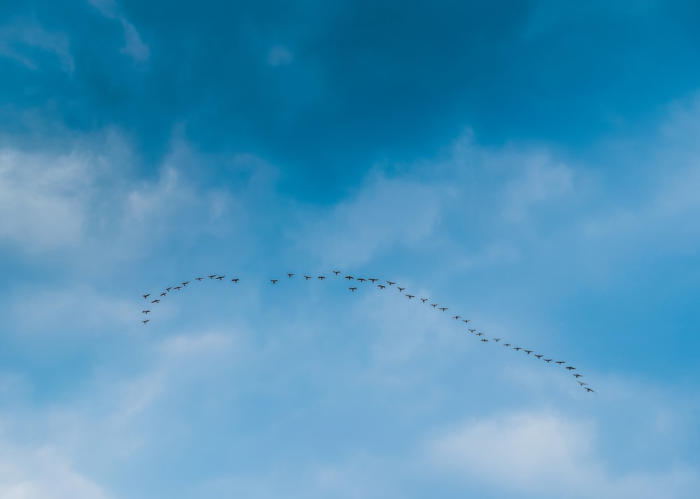 bird in flight under blue sky