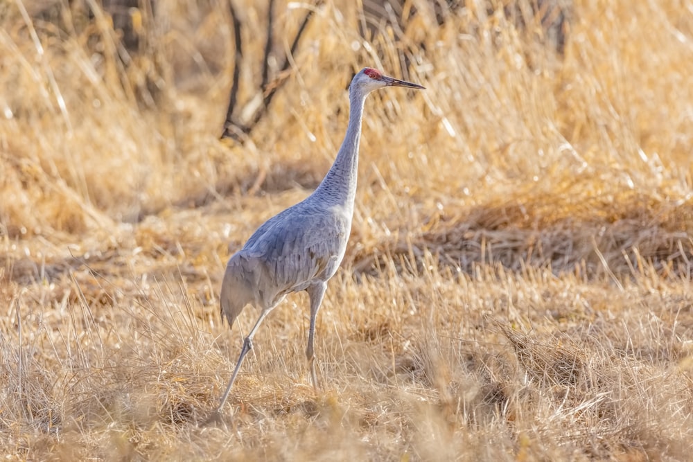 white long-beaked bird on grass field