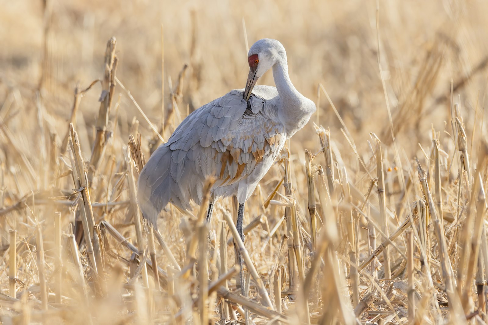 Sigma 150-600mm F5-6.3 DG OS HSM | C sample photo. White long-beaked bird on photography