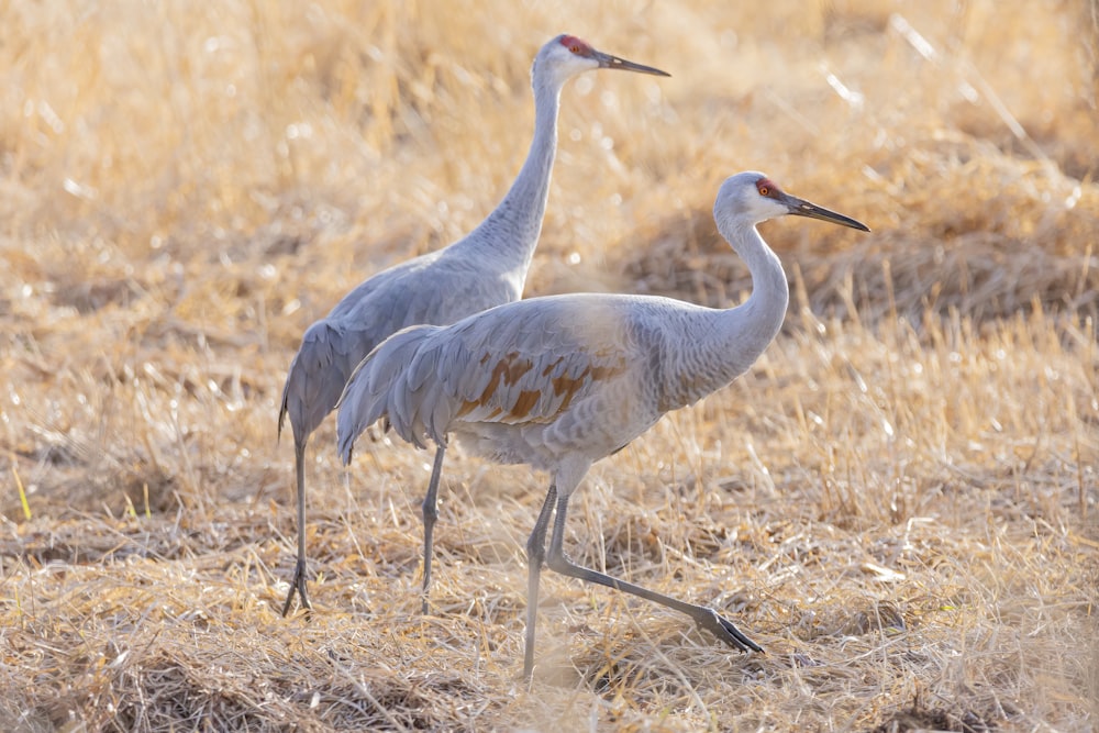two white long-legged birds