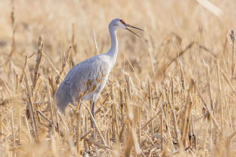 white long-beaked bird on grass field