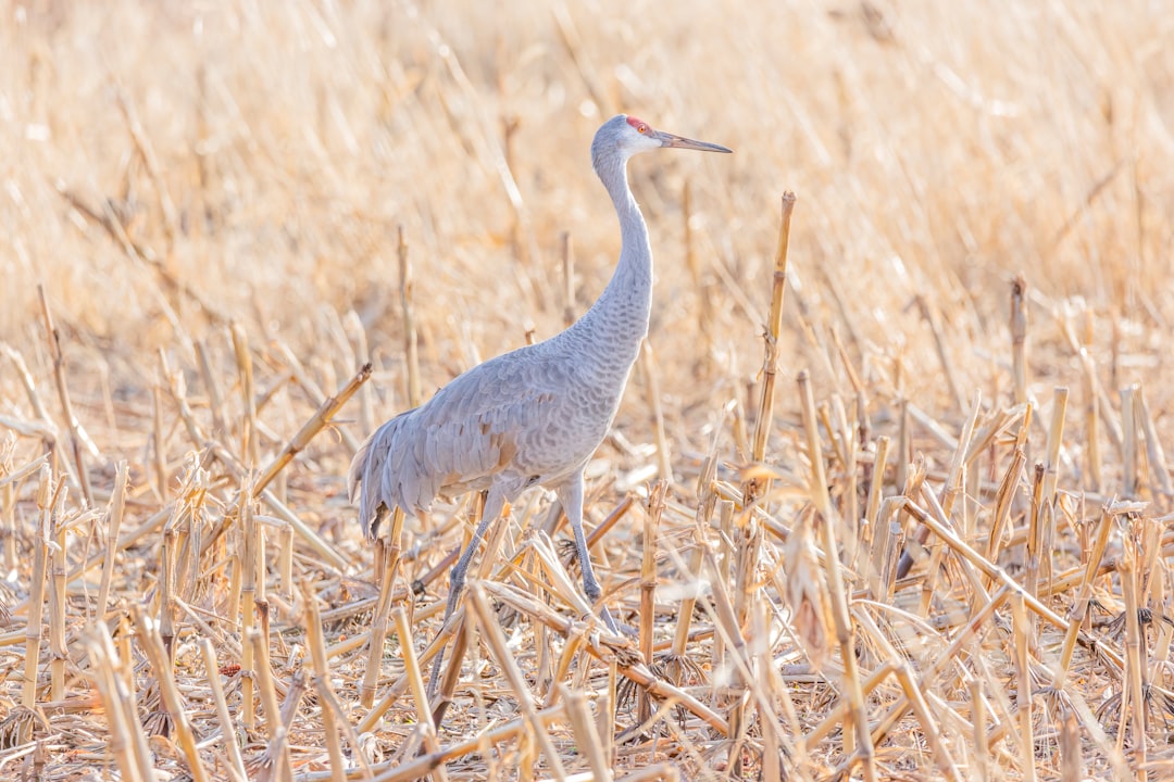 white long-legged bird on grass field